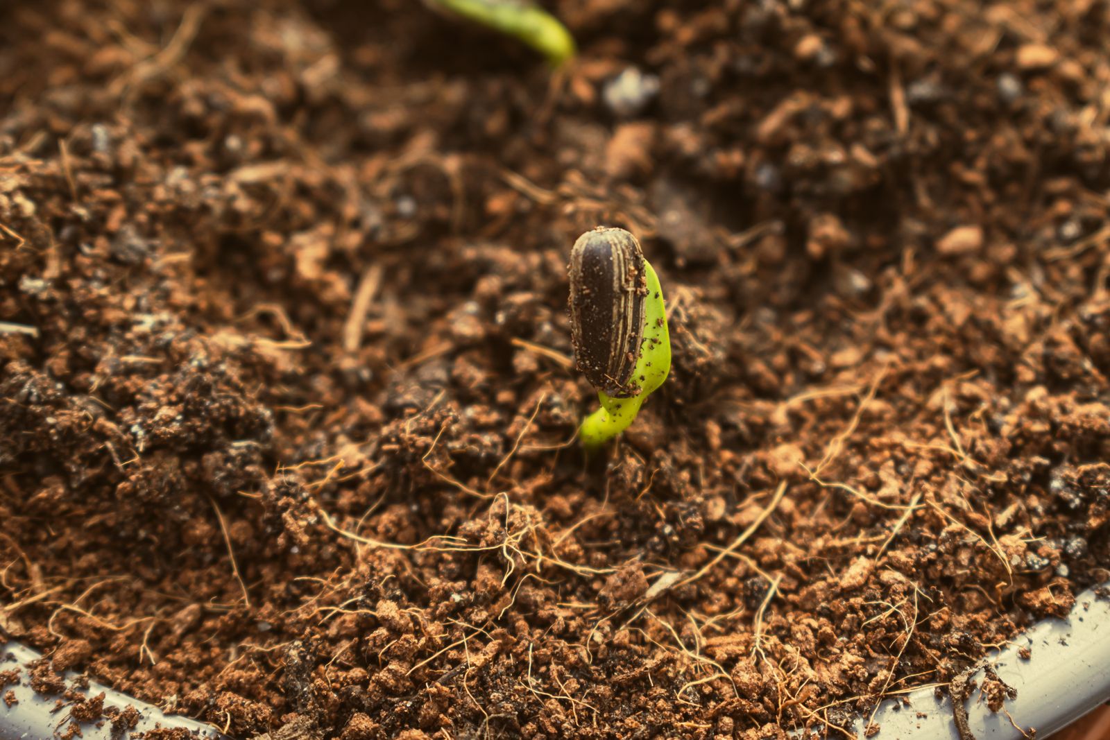 Macro shot of a fresh seedling sprouting from rich soil, showcasing new growth.